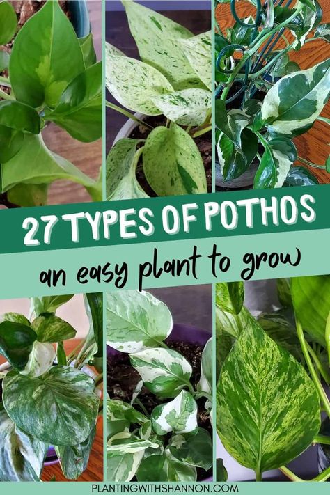 There are so many types of pothos, and they're all beautiful! If you're looking for a few low-maintenance house plants to add some to your home, look no further than the pothos. Here's a list of 27 different types of pothos that you can grow in your house. Types Of Pothos Plants, Types Of Pothos, Low Maintenance House Plants, Pothos Plant Care, Pothos Plants, Epipremnum Pinnatum, Easy Plants To Grow, Pothos Plant, Green Space