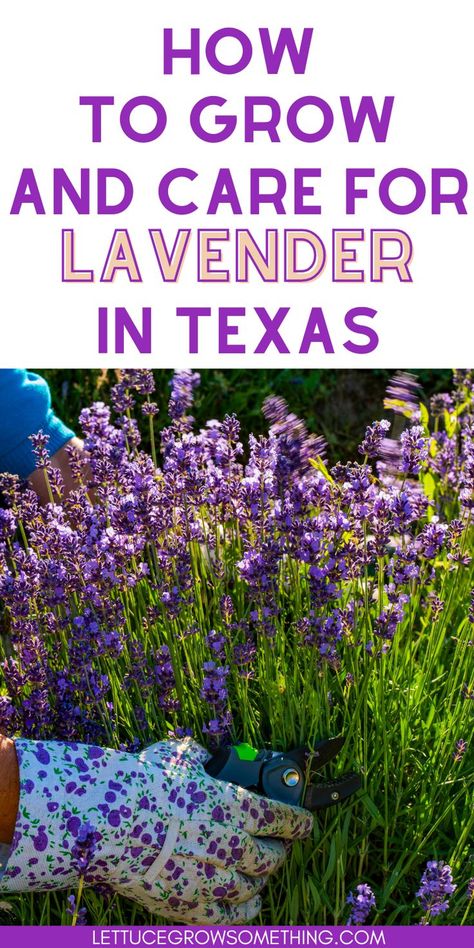 Learn how to grow lavender in Central Texas When To Plant Lavender, Grow Lavender From Seed, Lavender From Seed, Lettuce Grow, Grow Lavender, Lavender Seeds, Seed Starting Mix, Growing Lavender, Dried Lavender Flowers