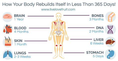 Within the next year, 95% of the cells in your body will die and be replaced. In just 365 days, your body rebuilds itself into something better (or worse), depending on how well you treat it. Bone Healing, Pregnancy Pain, Food Knowledge, Human Body Organs, Stretch Yoga, Medical Facts, Body Cells, Lifestyle Change, Health Trends