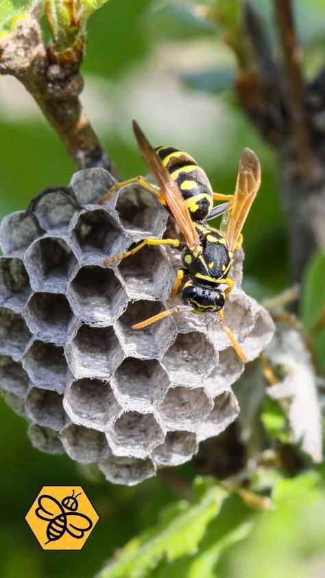 Wasp Photography, Wasp Flying, Insect Warrior, Wasp Nest, Bees And Wasps, Tourist Trap, Animal Nature, Pretty Animals, Arachnids