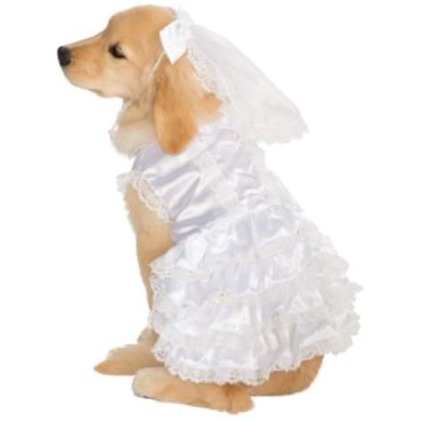 Rubie's Big Dog Bride Costume, X-Large * Details can be found by clicking on the image. (This is an affiliate link) Dog Wedding Dress, Veil Dress, Bride Costume, Monsieur Madame, Pet Halloween Costumes, Blush Bride, Dress Up Outfits, Cute Costumes, Dog Costumes