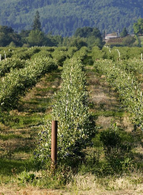 Blueberry field. Rows of blueberry blueberry bushes on a farm. Located in Cornel , #affiliate, #Rows, #blueberry, #Blueberry, #field, #bushes #ad Blueberry Farm Aesthetic, Blueberry Bushes Landscape, Blueberry Farming, Blueberry Orchard, Orchard Planning, Blueberry Garden, Blueberry Field, Blueberry Tree, Blueberry Gardening