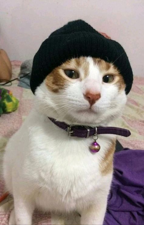 gorrito negro y cascabell Aesthetic Cat, Black Beanie, Pet Fashion, Black Cap, Silly Cats, Cat Pics, Wearing Black, Kittens Cutest, Cute Cats