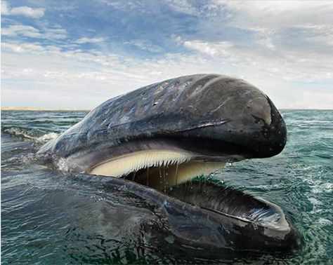 Baleen in a whale’s mouth. Teeth Photography, Grey Whale, Baleen Whales, Creature Marine, Mexico Photography, Sea Mammal, Gray Whale, Water Animals, A Whale