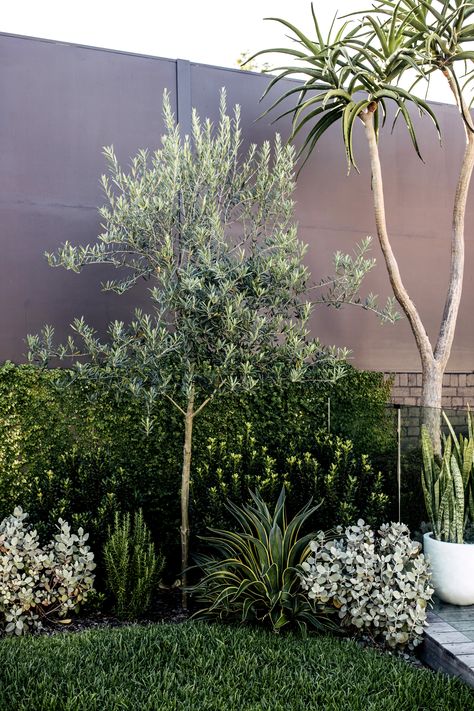 Taking a closer look at this garden bed planting: Agave El Mirador, olive tree Kalanchoe ‘Silver Spoons’, Raphiolepsis Snow Maiden, and Rosemary. Olive Trees Around Pool, Front Yard Olive Tree, Silver Spoons Plant, Silver Spoon Plant, Garden Beds Front Of House, Tea Olive Tree Landscape, Plant Beds Landscaping, Rosemary In Garden, Garden Bed Front Of House