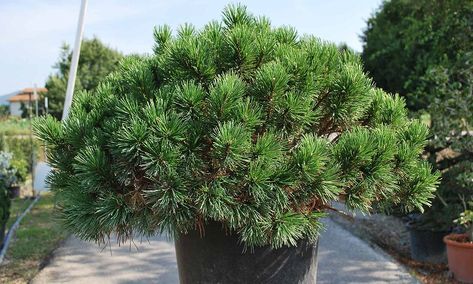 Hillside Planting, Mugo Pine, Pinus Mugo, Seaside Garden, Garden Plots, Planting Ideas, Patio Pots, Summer Sky, Plant List