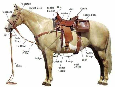 Farm/ Domestic Animals Vocabulary in English 18 Horse Information, Cow Boys, Horse Facts, Horse Riding Tips, Horse Anatomy, Wilde Westen, Horse Equipment, Horse Tips, Western Riding