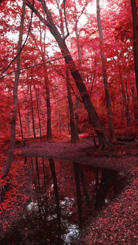 Maroon Aesthetic, Germany Frankfurt, Red Trees, Seattle Usa, Red Tree, Autumn Scenery, Red Wallpaper, Red Aesthetic, Fantasy Landscape