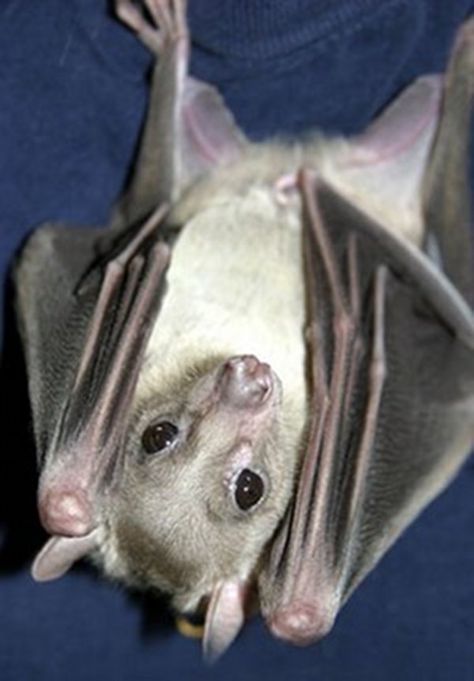 Fruit Bats, Cute Bats, Bat Species, Baby Fruit, Fruit Bat, Baby Bats, Dark Wings, Cute Bat, Animals Friends