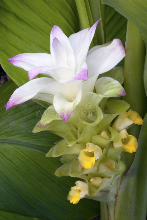 Turmeric flower (Curcuma longa). True flower of edible turmeric (Curcuma longa , #Sponsored, #Curcuma, #flower, #Turmeric, #longa, #turmeric #ad Turmeric Flower, Tropical Yard, Turmeric Plant, Monrovia Plants, Plant Catalogs, New Roots, Plant Lighting, Plant Gifts, Tropical Garden