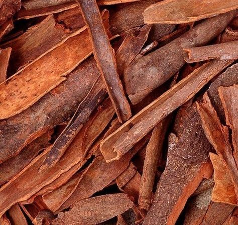 Cinnamomum aromaticum Bark Cassia Cinnamon Bark Cinnamomum aromaticum Bark Cassia Cinnamon Bark Ancient Perfume, Gin Botanicals, Perfume Ingredients, Cassia Essential Oil, Parasitic Worms, Cinnamon Bark Essential Oil, Asian Meals, Cassia Cinnamon, Design Resume