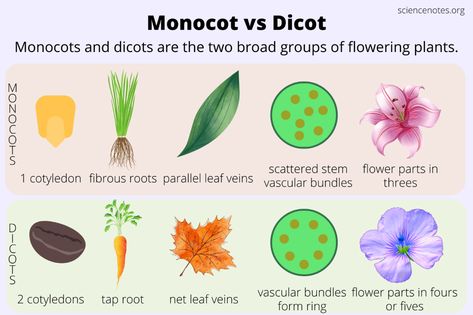 Monocot vs Dicot - How to Tell the Difference Monocot Vs Dicot, Seed Structure, Learn Biology, Missouri Botanical Garden, Parts Of A Flower, Plant Science, Tree Hugger, Plant Roots, Snake Plant