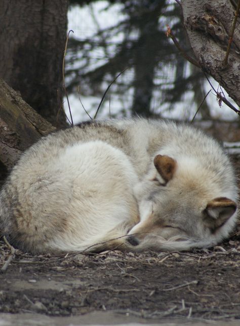 Wolf Curled Up, Wolf Laying Down, Wolf Side View, Wolf Sleeping, Wolves Aesthetic, Husky Sleeping, Pose Perspective, Adam Trest, Sleeping Wolf