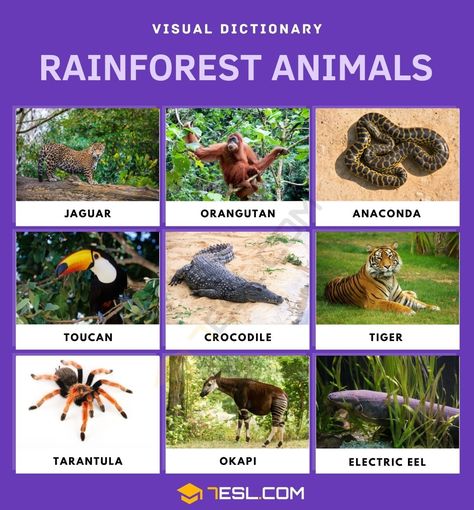 Amazon Rainforest Animals, Rainforest Ecosystem, South American Rainforest, Amazon Forest, Rainforest Plants, Rainforest Animals, Anaconda, List Of Animals, Amazon Rainforest