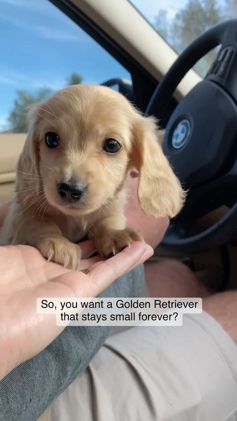 Instagram Golden Long Haired Miniature Dachshund, Long Hair Miniature Dachshund, Mini Golden Retriever Dachshund, Cream Miniature Dachshund, English Cream Mini Dachshund, Miniature Long Haired Dachshund, Mini Long Haired Dachshund, Golden Retriever Dachshund, Golden Dachshund