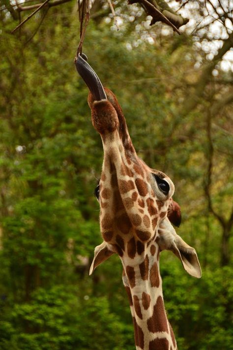 A giraffe's tongue is always amazing to behold! #ZAFanFriday photo by Cindy… Giraffe Project, Giraffe Tongue, African Animals Photography, Mandrill, Shetland Pony, Animals Photography, Asian Elephant, Interesting Animals, Warm Fuzzies