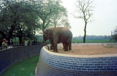 Elephant, London Zoo 1969 Zoo Photography, Zoo Pictures, 70s Childhood, Zoo Ideas, Zoo Photos, City Zoo, London Zoo, Old London, London Calling