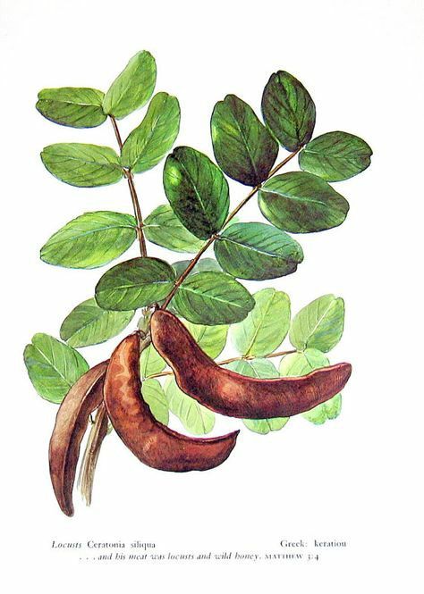 Carob Chocolate, Carob Tree, Plant Projects, Vintage Junk, Tree Illustration, Tree Drawing, Botanical Drawings, Botanical Print, Book Page