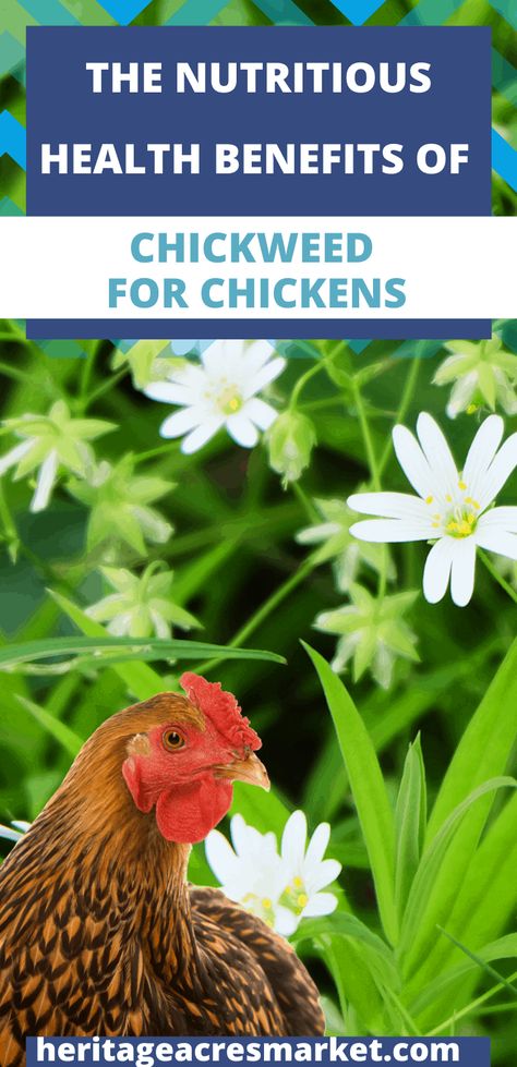 Plants For Chickens, Small Scale Gardening, Baby Chicks Raising, Chicken Care, Leafy Plants, Building A Chicken Coop, Chicken Feed, Poultry Farm, Chickens And Roosters