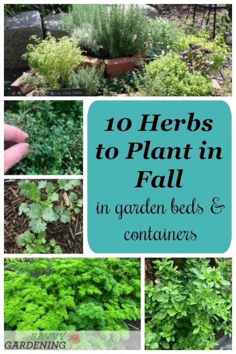 Herbs To Plant, Fall Vegetables To Plant, Plant In Fall, Fall Container Gardens, Fall Gardening, Medicinal Herbs Garden, Herb Containers, Diy Herb Garden, Fall Vegetables