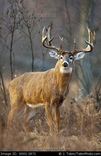 Monster buck Draw Wolf, Whitetail Deer Pictures, Whitetail Hunting, Deer Photography, Whitetail Deer Hunting, Deer Artwork, Big Deer, Deer Hunting Tips, Deer Photos