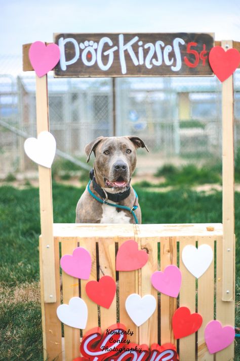 Dog Kissing Booth, Dog Fundraiser, Dog Organization, Reactive Dog, Dog Kisses, Pet Photos, Dog Wash, Kissing Booth, Cute Dog Pictures