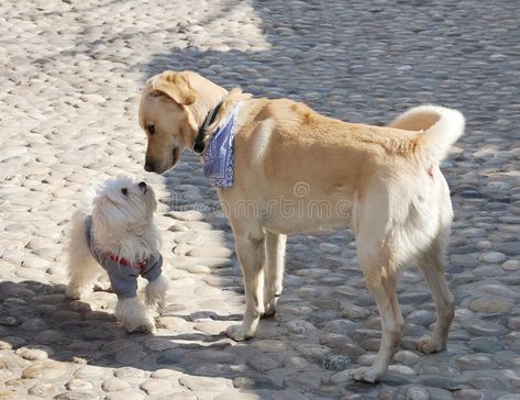 Dogs Meeting Other Dogs, Dog Sniffing, Dog Meet, About Dogs, First Meeting, Two Dogs, Stock Photography Free, Dog Owners, Labrador Retriever