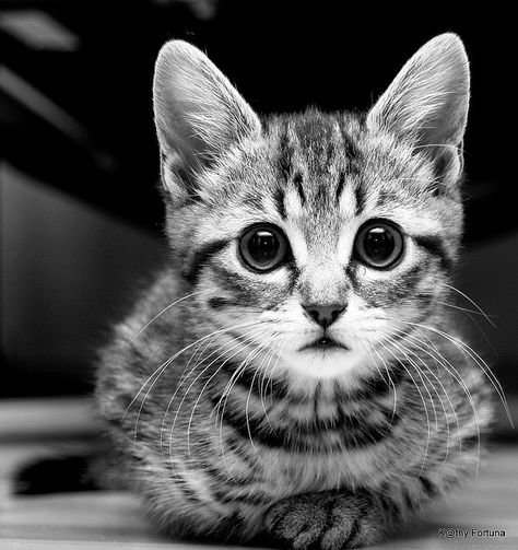 kitten #black #and #white Cat Pfp Black And White, Black And White Cat Pfp, Pfp Black And White, Cartoon Black And White, Cat Black And White, Pfp Black, Paper Aesthetic, Black Cat Tattoos, Ninja Cats