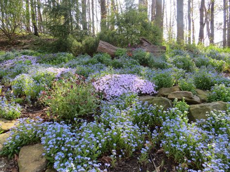 rock garden with forget me nots,creeping phlox, and lungwort Perennial Meadow, Farmhouse Gardens, Ohio Landscape, Gardening Style, Georgia Garden, Perennials Flowers, Ohio Garden, Shade Landscaping, Garden Shade