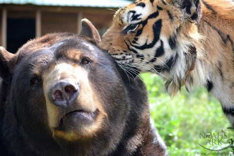 Three Brothers Haven’t Left Each Other’s Side For 15 Years Shere Khan, Noahs Ark Animals, American Black Bear, African Lion, Bear Pictures, Three Brothers, Animal Sanctuary, Noah's Ark, Noahs Ark