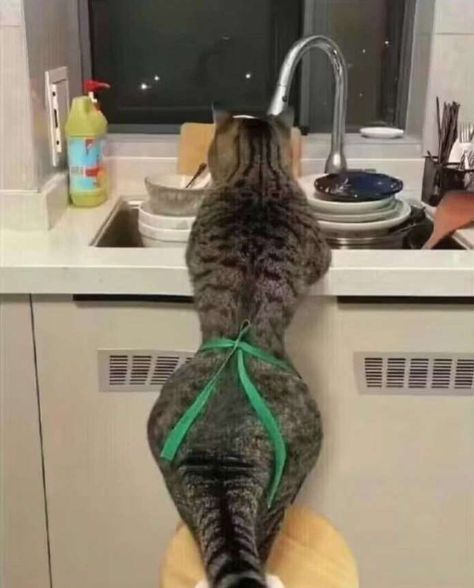 Happy Cat Gif, Funny Photoshoot Ideas, Funny Tinder Profiles, Funny Princess, Tinder Humor, Funny Twitter Posts, Become Popular, Funny Looking Cats, Cute Funny Pics