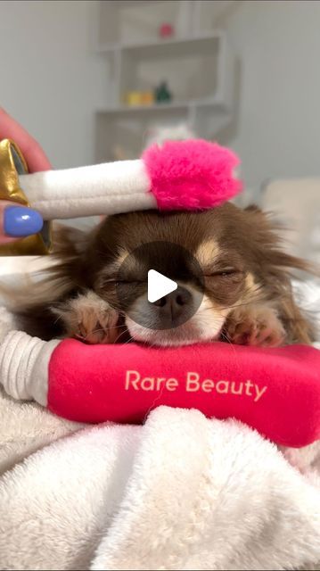 Lou the Chichi on Instagram: "Legend says she’s been using the contents of this exciting package as a pillow ever since… 🤭💤

PS: These adorable dog toys are officially available on @rarebeauty’s website! ✨ As well as my two favorite human beauty products (mascara & blush) 🫶" Rare Beauty Dog Toys, Rare Beauty Selena Gomez, Blush Pillows, Leaping Bunny, Rare Beauty, Big Heart, A Pillow, Dog Toys, Being Used