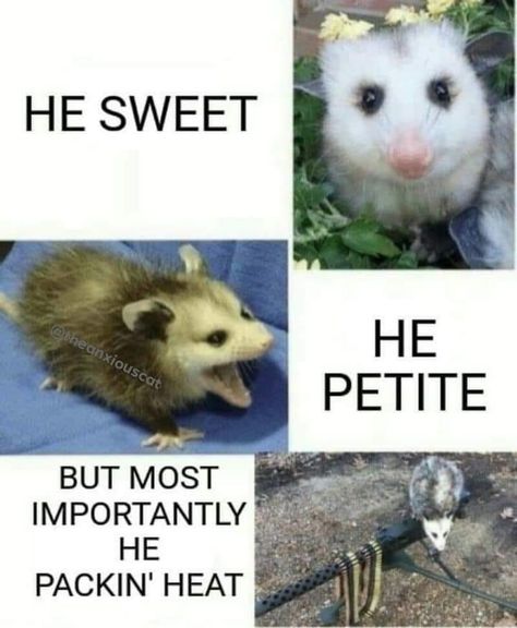 Trash Animals, Possum Memes, Raccoon Memes, Wise Animals, Awesome Possum, Funny Animal Quotes, Silly Cats Pictures, Trash Panda, Silly Animals