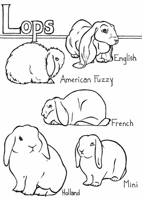 Rabbit Lop Ear, Holland Lop Bunny Tattoo, Lop Eared Bunny Drawing, Holland Lop Drawing, Holland Lop Tattoo, French Lop Bunny, Backyard Bunnies, Diy Bunnies, American Fuzzy Lop