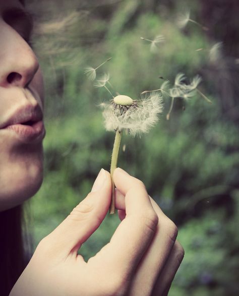 wishes... Old Fashioned House, Blowing Dandelion, Girl Black And White, Dandelion Clock, A Dandelion, Dandelion Wish, Dandelion Flower, Small Town Girl, Jewelry Mirror