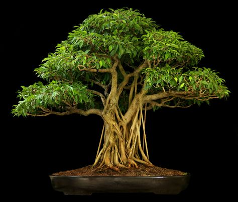 Ficus Bonsai Tree Ficus Bonsai Tree, Tree In A Pot, Ficus Bonsai, Bonsai Ficus, Bonsai Tree Types, Japanese Bonsai, Indoor Bonsai, Bonsai Art, Miniature Trees