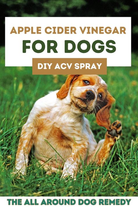 DIY Apple Cider Vinegar Spray for Dogs: Benefits and How-To Apple Cider Vinegar Dogs, Dog Deodorizer Spray, Ear Drops For Dogs, Diy Apple Cider Vinegar, Homemade Flea Spray, Apple Cider Vinager, Flea Spray For Dogs, Apple Cider Vinegar Bath, Diy Apple Cider