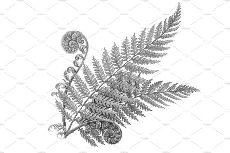 Silver Fern Pencil Illustration by Anna Repp Illustration on @creativemarket Wood Fern Tattoo, Fern Forest Tattoo, Koru Fern Tattoo, Tropical Fern Tattoo, Curling Fern Tattoo, Silver Fern Drawing, Unfurling Fern Tattoo, Curly Fern Tattoo, Large Fern Tattoo