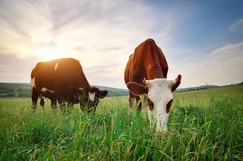 Plants Poisonous To Cattle: Learn About Plants Cows Shouldn’t Eat Cow Food, Cow Feed, Grass Fed Meat, Animal Worksheets, Poisonous Plants, Pig Farming, Chestnut Horse, Grass Fed Butter, Ranch Life