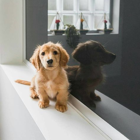 Golden Retriever X Daschund, Golden Retriever Weiner Dog, Golden Wiener Dog, Golden Doxies, Golden Weiner Dog, Golden Dachshund, Doxie Mom, Weiner Dogs, Wiener Dogs