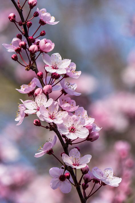 Cherry Blossom Pictures, Audi 2017, Cherry Blossom Wallpaper, Plum Blossoms, Cherry Flower, Sakura Flower, Blossoms Art, Cherry Blossom Flowers, Animale Rare