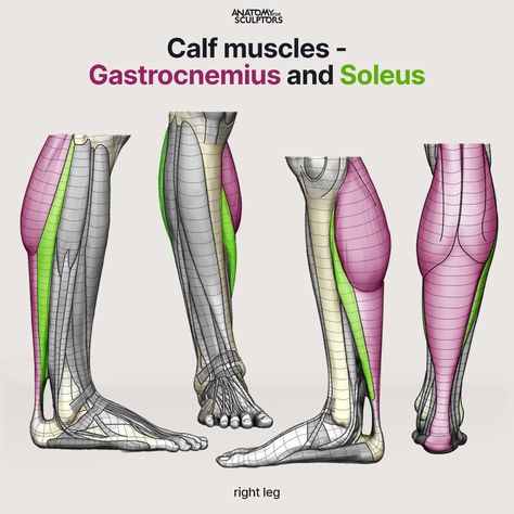 "Calf muscles" by Anatomy For Sculptors Calf Anatomy, Anatomy Books For Artists, Upper Limb Anatomy, Anatomy For Sculptors, Leg Anatomy, Human Anatomy Reference, Big Muscle, Female Lips, Anatomy Practice