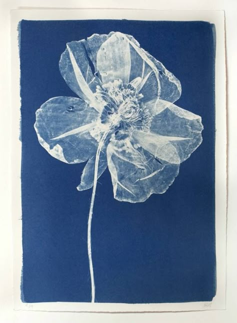 Cyanotype Poppy Sun Prints, Wallpaper Vintage, Arte Inspo, Art And Illustration, Monoprint, Pics Art, Art Plastique, A Flower, Printmaking