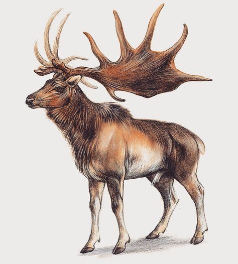 Megaloceros (Irish elk) #pleistocene #iceage #deer #elk #irishelk #megaloceros #megalocerosgiganteus #watercolor #extinct #painting #animals #illustration #art #drawing #cervidae #antlers #stag #prehistoric #paleontology Megaloceros Giganteus, Stone Age Animals, Irish Elk, Moose Deer, Ancient Animals, Paleo Art, Wild Creatures, Extinct Animals, Prehistoric Creatures