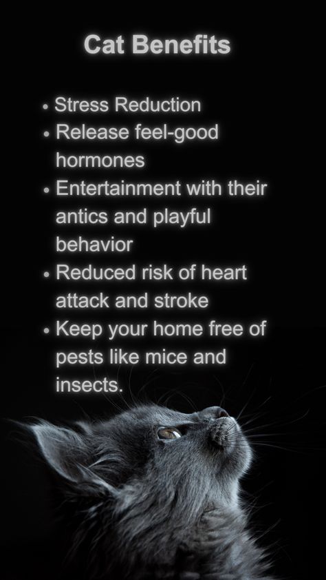 Having a cat as a pet can bring numerous benefits, especially when you are alone .Here are some of the advantages of having a cat in your home. Home Free, A Cat, Feel Good, Benefits, Bring It On, Pet, Pins