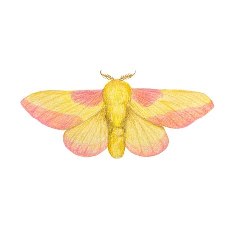 dryocampa rubicunda / polilla rosada del arce / maple rosy moth  @jaimonada en ig Rosy Maple Moth Tattoo, Pink Moth, Rosy Maple Moth, Dope Tattoos, Cute Animal Drawings, Bugs, Moth, Animal Crossing, Animal Drawings