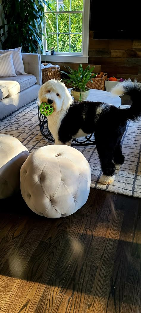 Sheepadoodle Grooming Styles, Mini Sheepadoodle, Sheepadoodle Puppy, Really Cute Puppies, Puppies And Kitties, Cute Dog Pictures, Old English Sheepdog, Pretty Dogs, Maize