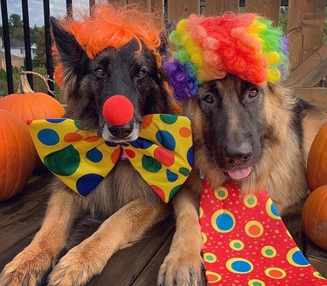 Dog Halloween Costumes German Shepherd, German Shepherd Halloween Costume, German Shepherd Halloween, Scottish Terrier Puppy, Funny German Shepherd, Dog Photoshoot, Halloween Is Coming, Daisy Mae, Pet Halloween Costumes