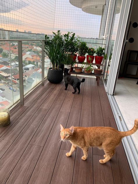 Cat Proof Balcony, Cat Apartment, Diy Cat Enclosure, Cat Bedroom, Cat Patio, Cat Biting, Outdoor Cat Enclosure, Cat Run, Living With Cats