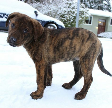 Plot Hound Dog, Plott Hound Puppy, Lab Mix Puppies, Hound Dog Breeds, Orphan Annie, Plott Hound, All Breeds Of Dogs, Lab Puppy, Best Puppies